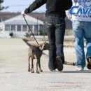 강아지발바닥 이미지
