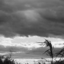 낙동강변10 이미지