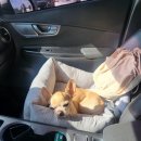 제주대학교 수의과대학 부설동물병원 이미지