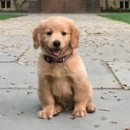 강아지야 이미지