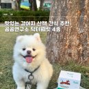 강아지 산책 간식 추천 부드러운 노령견영양제 져키 닥터웰릿