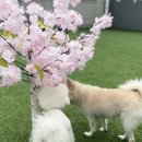 모글리몽 이미지