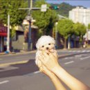 도그하우스 애견샵 이미지