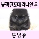 야옹아 멍멍해봐 아산점 이미지