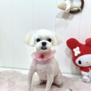 메리몰펫샵(사직점) 이미지