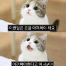 일상에 꽃을 피우다 패브릭아트 | 강릉 여행 실내전시 [아르떼뮤지엄 강릉] / 입장권 할인코드, 내돈내산 솔직 후기