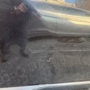 자동차를 고치는 집 | 수원에서 렉스턴 도어 찌그러짐 고쳐봤어요, 외형복원 후기 공유