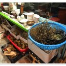 건강 약초 이미지