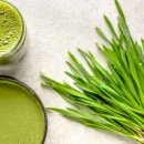 새싹피티 이미지