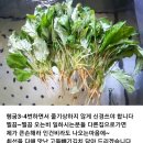 잎연한 산(이)고들빼기김치 주문 주세요 이미지