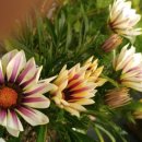 가자니아 이미지