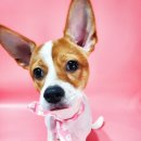 트루디독 이미지