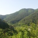 고성보리수 이미지