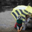 원량초등학교 이미지