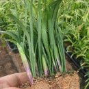 새순농장 이미지