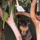 수려한약국 | [2026 호주 뉴질랜드] 준비편