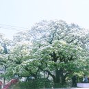 신천리 이미지