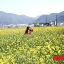 유채 이미지