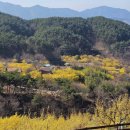 지리산 연곡사에서 매화를 보고 산동면 밤재를 넘으며 산수유꽃에 취하다. 이미지