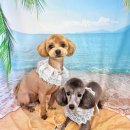 댕댕아야옹 이미지