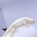 크레를찾아서