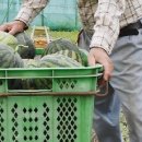 손수 수박밭에 레일 깐 76세 日 농민…“허리건강 지키고 농사 편해지고” 이미지