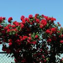 장미공원C 이미지