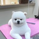 오도르봉 네이버블로그