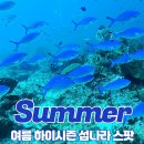 트리거 피쉬 (Triggerfish) | 여름(6~8월) 하이 시즌 다이빙 여행 섬나라 추천 스팟 정보
