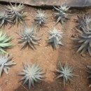 솔골농장 이미지