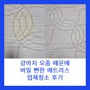 매트리스청소업체 | [생활정보] 강아지 오줌으로 버릴 뻔한 매트리스, 청소업체 내돈내산 후기