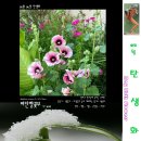 비단향꽃무 이미지