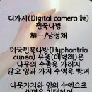 디카시(Digitital camera 詩) 흰불나방 이미지