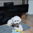 플레이독 남양주점 이미지