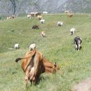 벽산목장 이미지