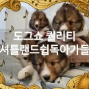 도그쇼 강아지분양 애견입양 부산본점 | 고양셔틀랜드쉽독분양 덕분에 삶의 활력 되찾았다니까