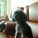 뭉뭉이네 이미지