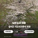 진보초등학교 | 도쿄 치도리가후치 실시간 벚꽃 개화 현황! 4월에도 볼 수 있을까? 방문 후기 및 꿀팁