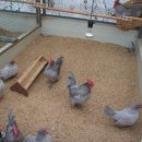 게임잉글리쉬 이미지