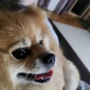 지엔동물병원 | 반려동물을 위한 최적의 선택! 지엔동물병원 방문기 🐾
