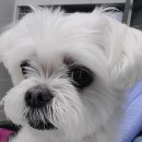 온정동물병원 이미지