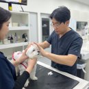갑을동물병원 | 재송동 동물병원, 고양이와 강아지 식욕부진의 원인이 췌장에 있다고요?