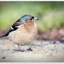 참새농장 이미지