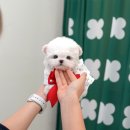 미유펫 강아지고양이 수원점 이미지