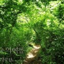 노루숲 Daum카페