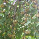 다락골농장 이미지