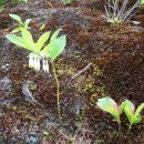 야생화답사 이미지