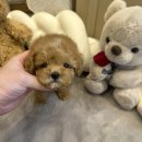 샵펫 강아지분양 울산점 | 울산 강아지 책임분양, 믿고 선택하는 곳 (티니미니울산점)