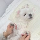슈슈마벨 네이버블로그
