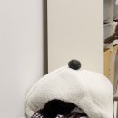 복터진강아지 이미지